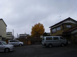 黄葉みごと！！！