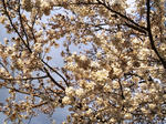 まだ６分咲きの４月５日です