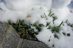 雪の下で水仙が伸びてきている
