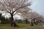 この日柴又公園はお花見の穴場