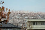 家とアパーとの隙間に桜の花がよく見えます