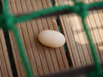 P1020039-1.jpg