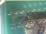 P1020042-1.jpg