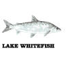 whitefish.jpg