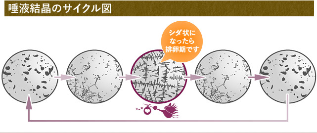 プチアイビスでの検査後の妊娠確率