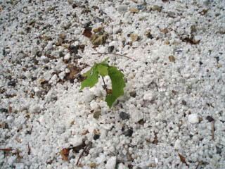 20080607_12.jpg