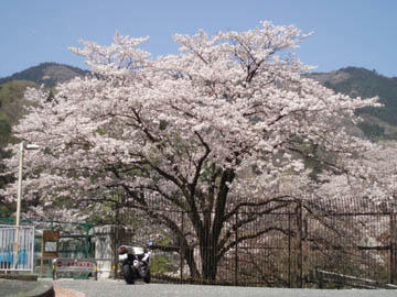 20090411_00.jpg