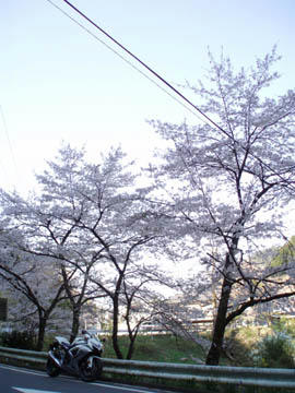 20090411_01.jpg