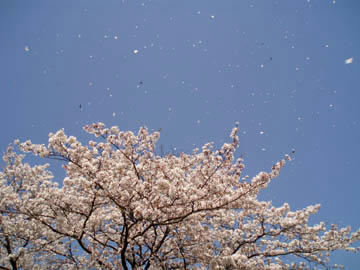 20090411_08.jpg
