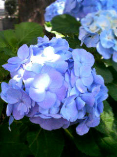 20090607.jpg