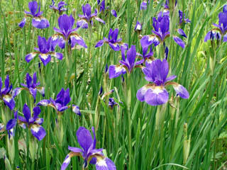 20090705_06.jpg