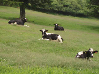 20090705_09.jpg