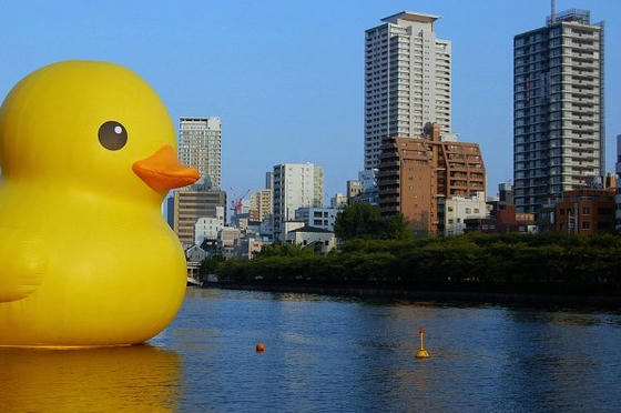 duck-b13.JPG