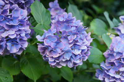 20100704_01.jpg