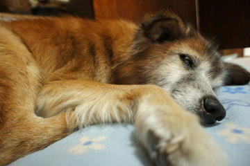 DSC04394-1.JPG