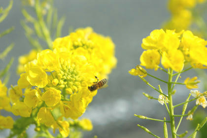20100205_03.jpg