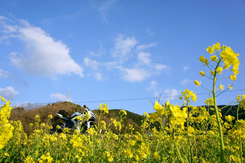 松崎の川沿い2