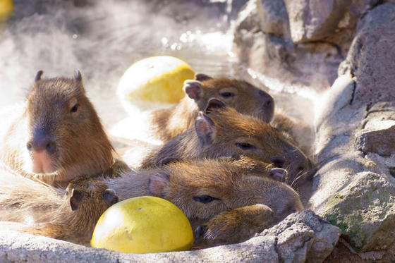 伊豆シャボテン公園 カピバラ温泉