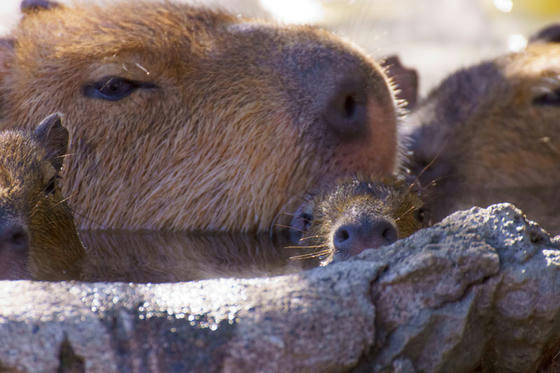 伊豆シャボテン公園 カピバラ温泉