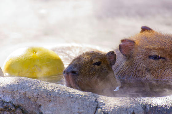 伊豆シャボテン公園 カピバラ温泉