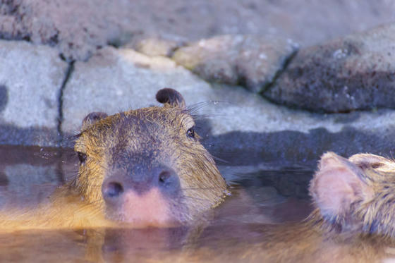 伊豆シャボテン公園 カピバラ温泉