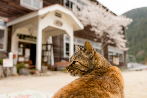 木沢小学校