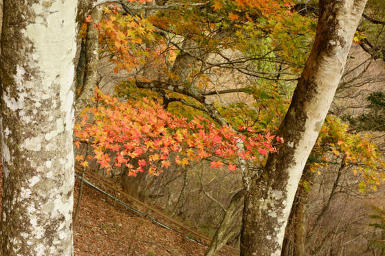 大山登山