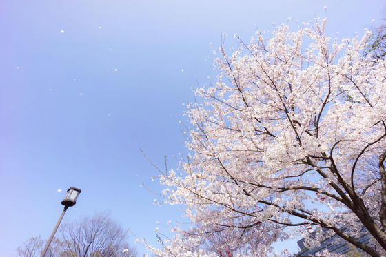 衆議院憲政記念館の公園の桜
