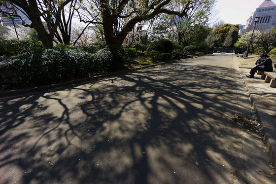 衆議院憲政記念館の公園の桜