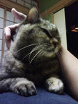 ねこ。