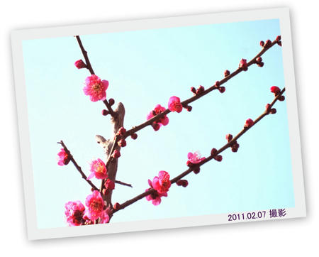 20110207.jpg
