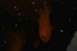 DSCF1165.jpg