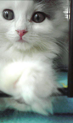 kity