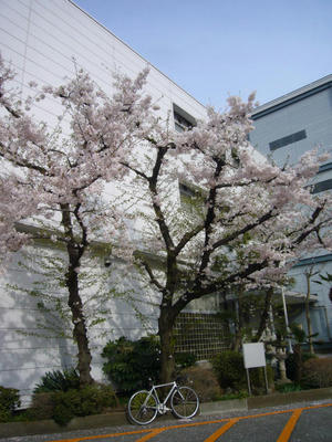 桜と自転車