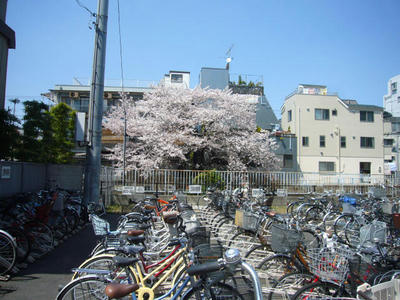 自転車置き場の桜
