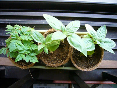 5月1日の草たち