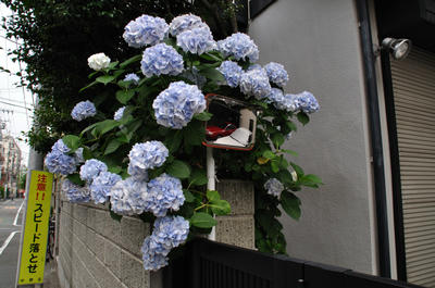 紫陽花
