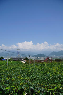 山梨６