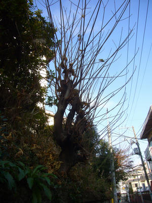 冬空