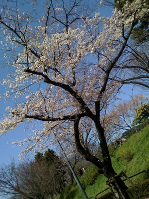 sakura