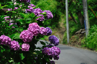 紫陽花３
