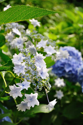紫陽花４