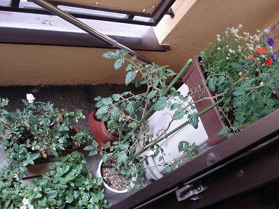 DSC08973.jpg