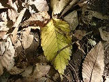 DSC00136.jpg