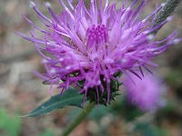 DSC00091.jpg