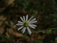 DSC00351.jpg