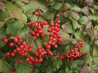 DSC00365.jpg