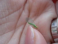 DSC00212.jpg