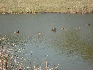 DSC00235.jpg