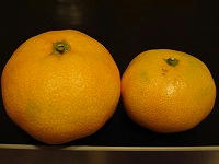 DSC00299.jpg